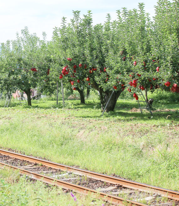 弘南鉄道と横のりんご畑